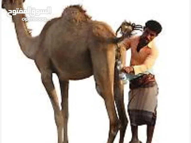 بول نياق طازج