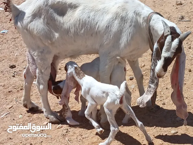 عنز للبيع الاتصال علي الرقم التالي