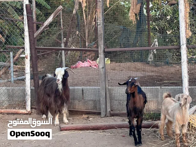 شاه عشار للبيع