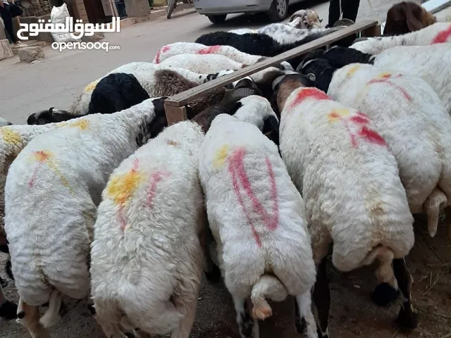 خروف 60 كيلو 11500 بدل 13500 والدبح والتغليف لوجه الله متاح اي كمية