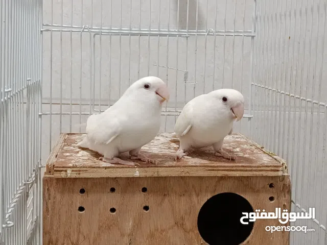 جوز روز البينو منتج
