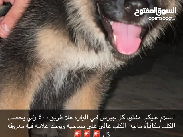 كلب مفقود والي يحصل الكلب له مكافأة
