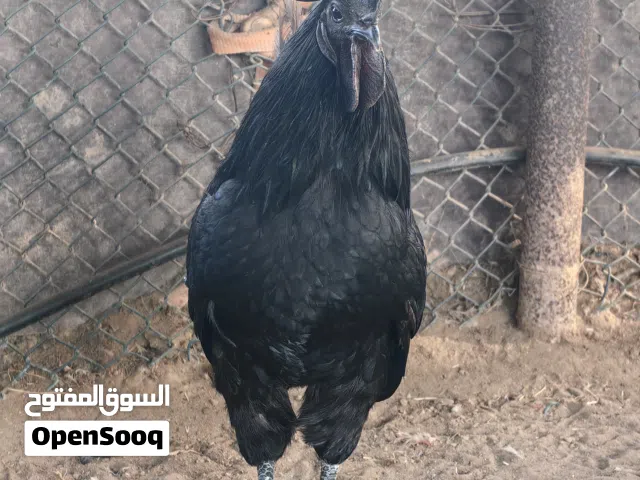 الاندونيسي النادر