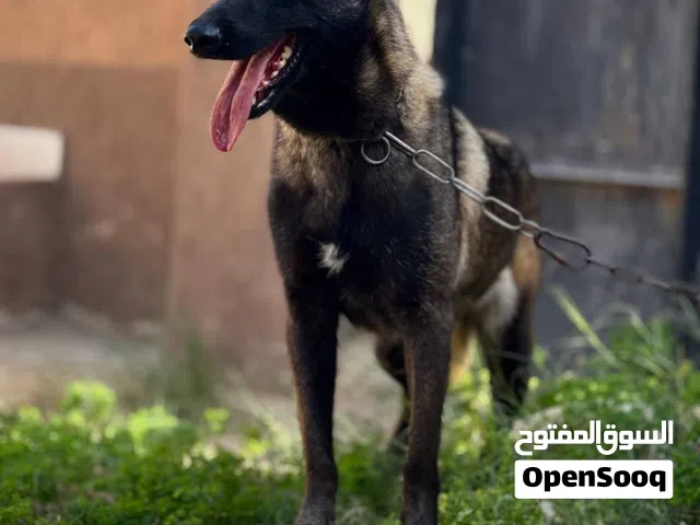 انثي مالينواا