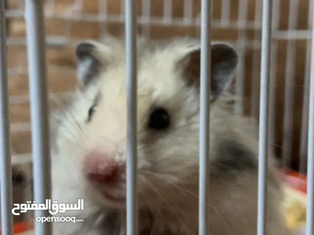 هامستر للبيع بسعر مغري مع قفص