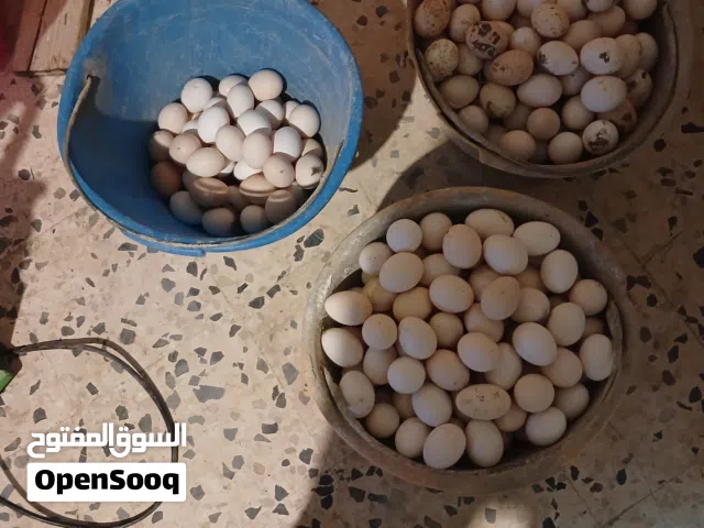 بيض بلدى مخصب للبيع