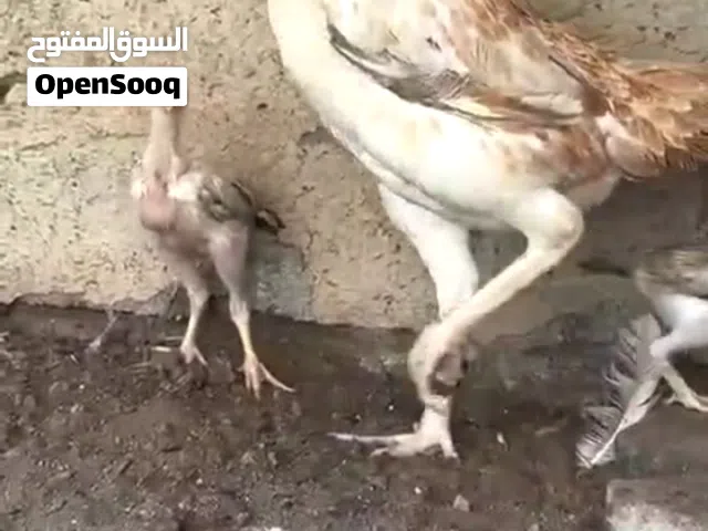 شامو الماني بيور