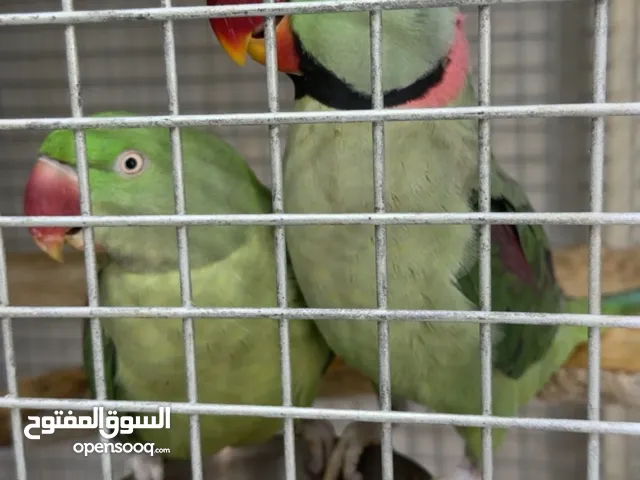 زوج متو نيبالي