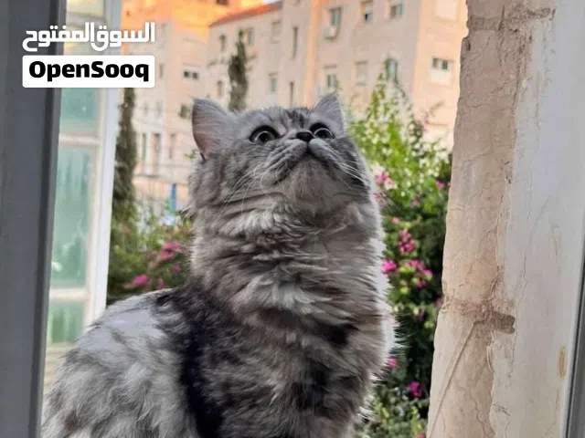 قطه للتبني بدون مقابل