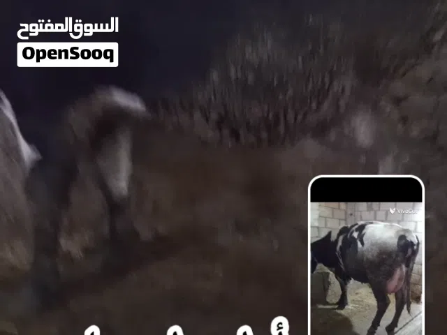 بكاكير أول بطن