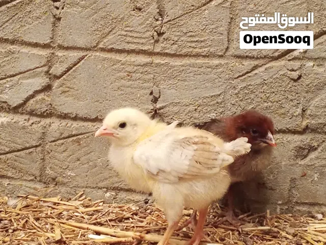 كتكوت لاقوة الا بالله
