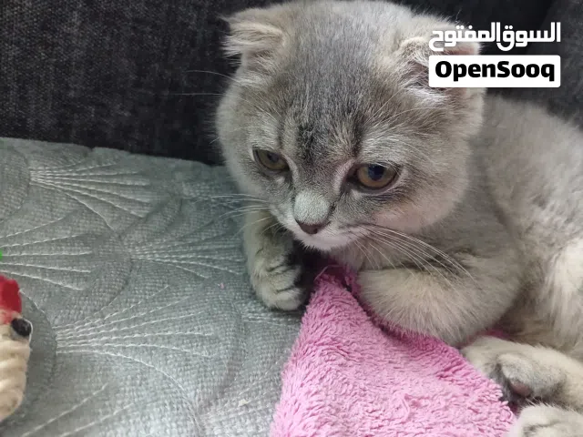 قطة انثى للبيع