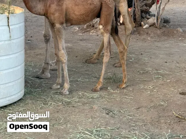 حاشي للبيع