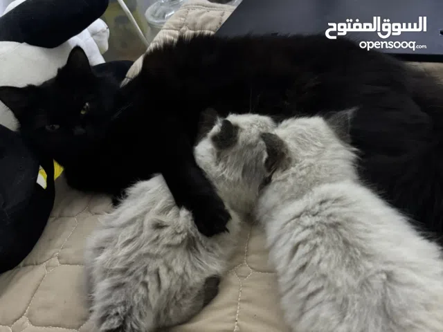 Male and female 2 months old persian