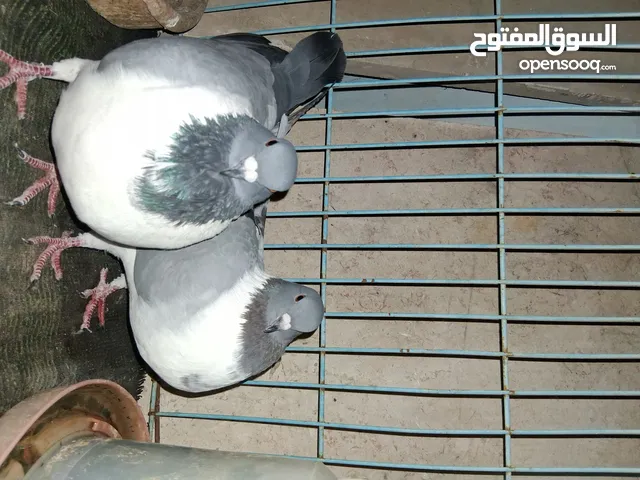 حمام سيكي نخب اول