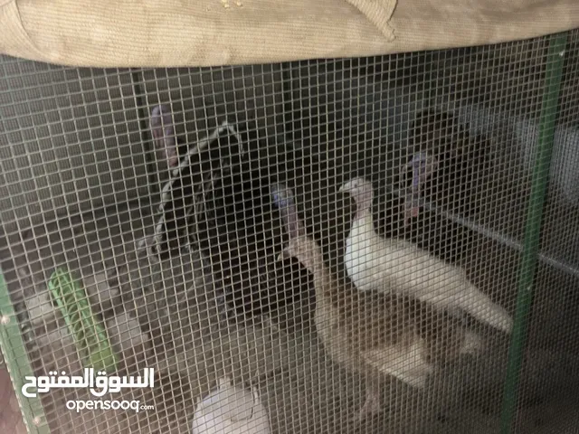 للبيع ديك رومي و معا عياله و صحه ميه ميه و 7 حبات