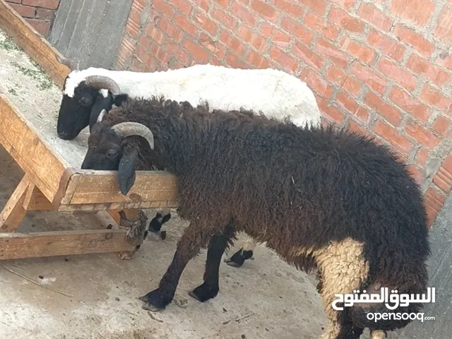 بسم الله الرحمن الرحيم الاثنين26/5/2025 متاح دكرين خروفين تربيه بيتي النوع/رحماني وأوسيمي القرن الم