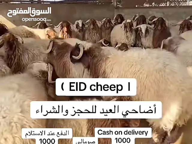 أضاحي العيد نعيمي جزيري صومالي نجدي اسعار منافسه على ميزانيتك