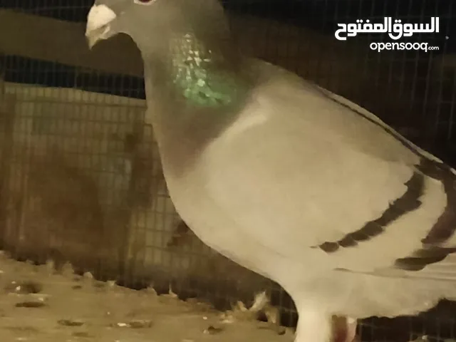 حمام ودجاج للبيع