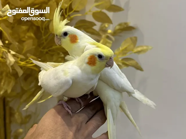 زوج كوكتيل ،كروان هولندي ( اليفين )