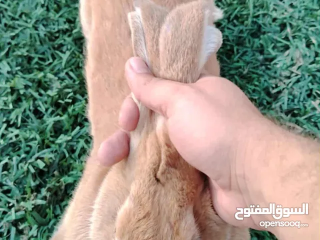 أرانب المانيات للبيع