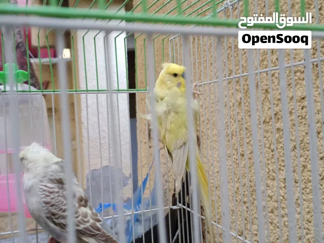 رينبو البيع