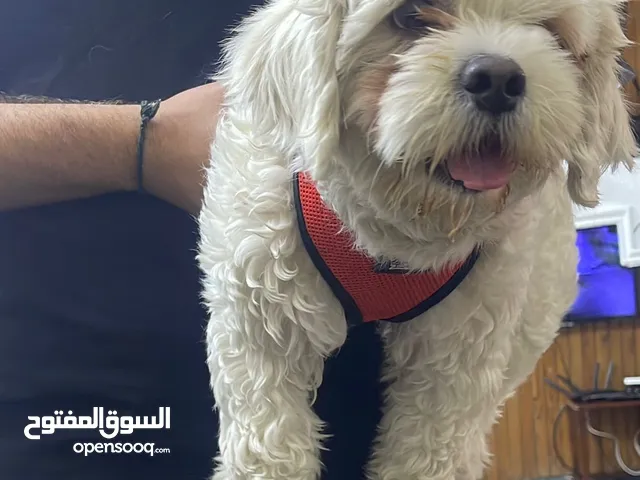 كلبة تيرير للتبني لعوبة وعدهة دفتر لقاحات إلي يهتم بيهة ويعتني بيهة يجي ياخذهة ويطلع من خطيتهة
