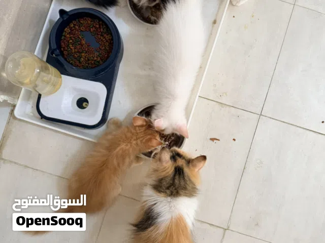 قطط شيرازية للبيع مع الام