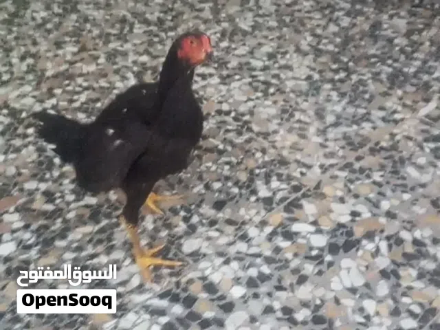 مخاليف هندي العمر 5اشهر ونص