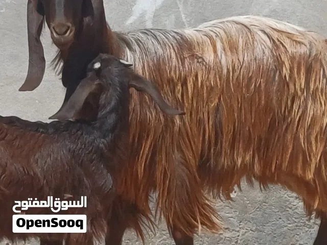 معزة أرباع، تحتها عناق للبيع