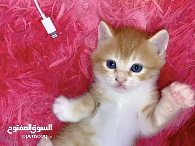 قطط 38 يوم ام شيرازي اب هيمالايا