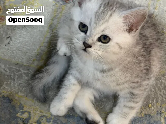 للبيع قط ذكر العمر شهر ونص حاله فوق الممتازه والده بيت ياكل يشرب متعلم ع البوكس