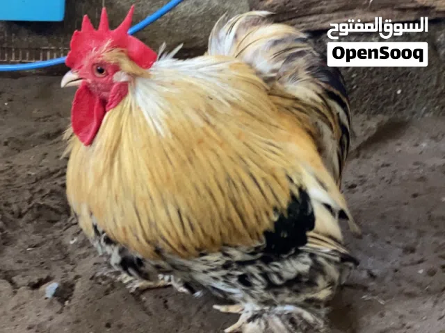 كوشن القزم