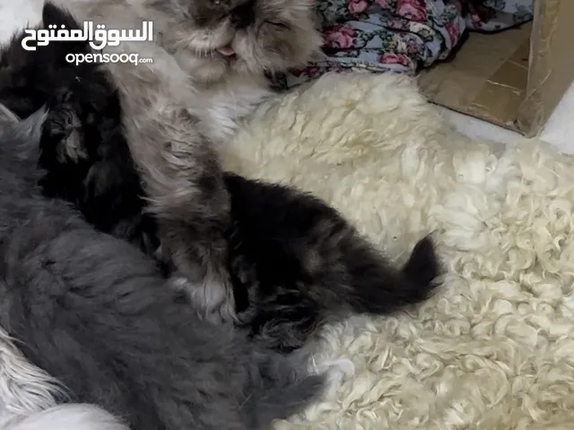 سلام عليكم راحت مني هاي البزون وعدها بناتها يرضعن وشوي هيه هم تعبانه منطقه الجمهوريه