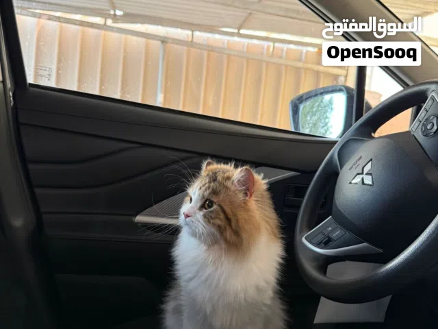 Male shirazi cat for Adoption