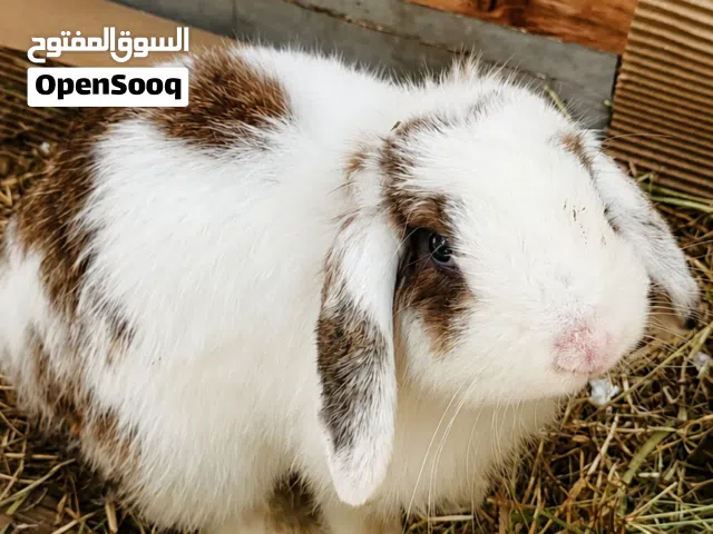 Holland lop rabbit (5 months old & neutered)
