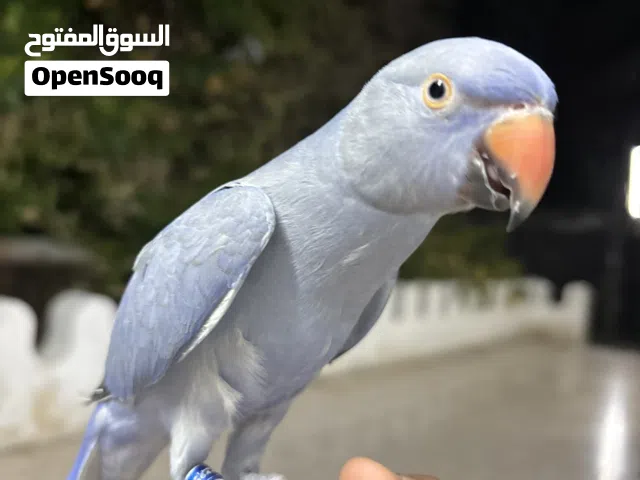 بغبغاء دره ازرق