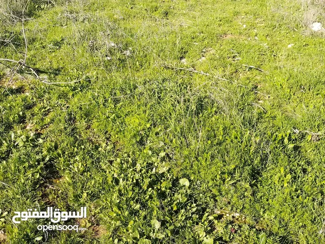 Farm Land for Sale in Zarqa Um Rummanah