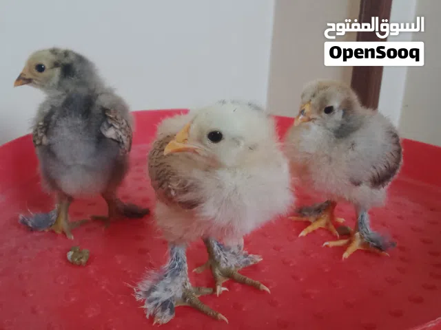 دجاج البراهما العملاق