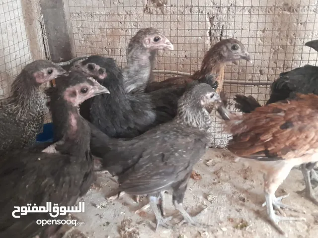 موجود تسع فرخات بلديات صحه ونظافه والشر ما بقصر معاه