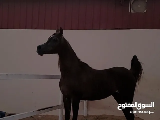 فرس عربي اصيل مستورده من المملكه العربي السعوديه معها جواز سفر شهاده نسب