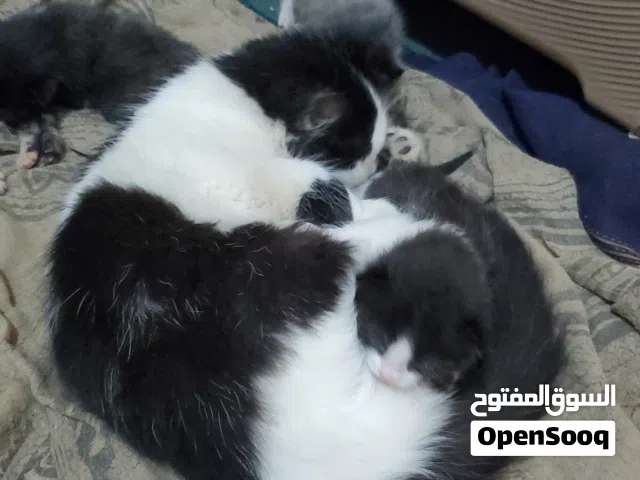 قطط للتبني