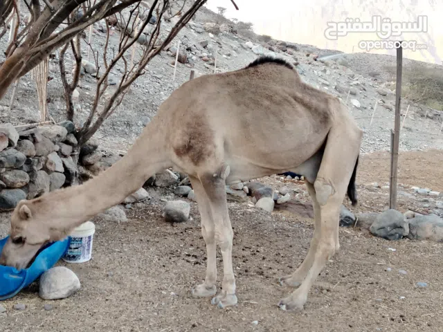 بعير لحم للبيع