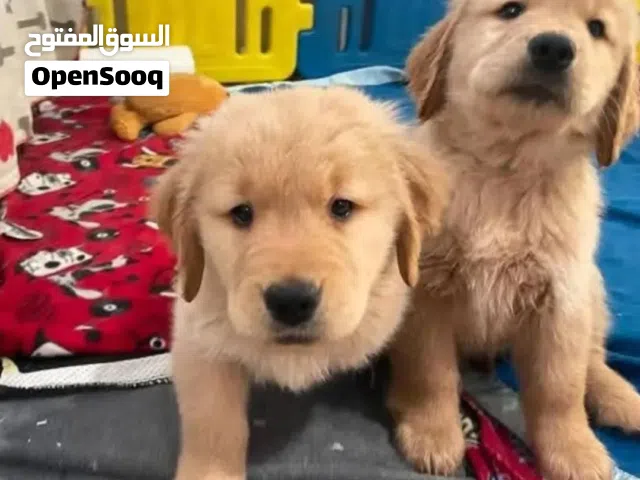 مع جميع مستلزماتو والمطاعيم وجواز السفر وفحص طبي جولدن ريتريفر