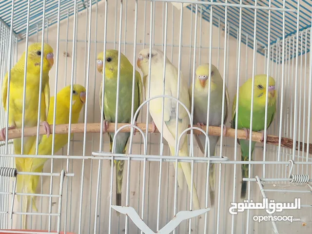 بادجي الوان مختلفة وجميلة جداااا للبيع
