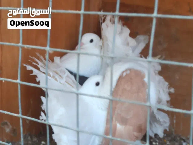 كوبيا تونسي درجة على دحي للبيع