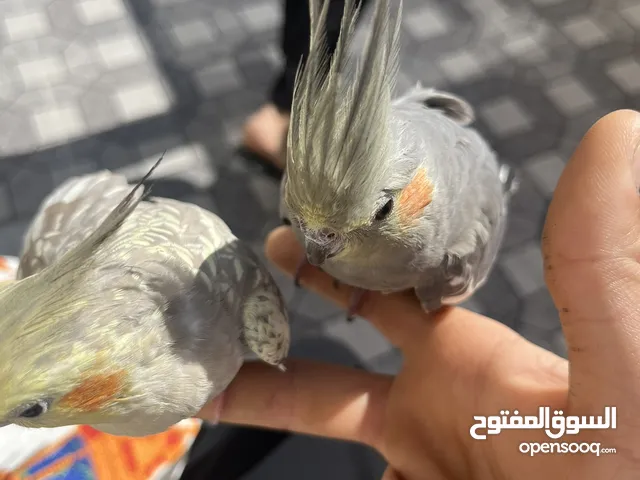 كوكتيل جوز ذكر وأنثى