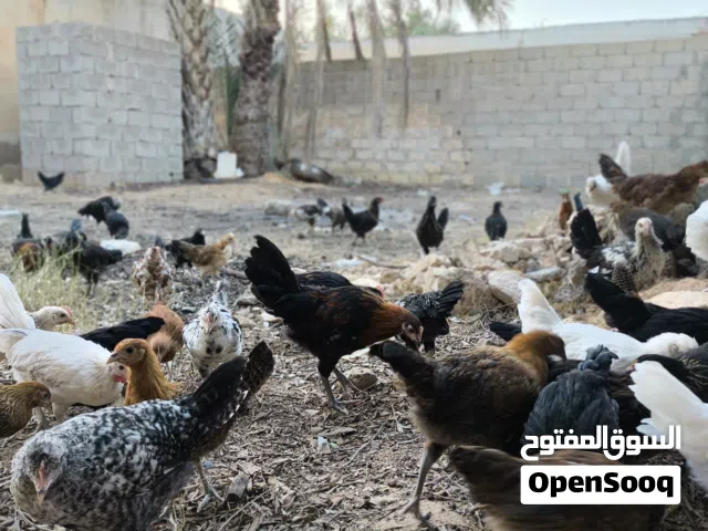 فلاليس للبيع اقرا الوصف