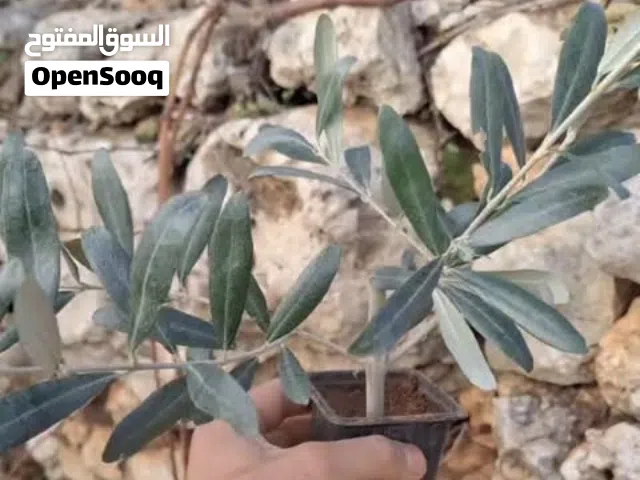 غرس زيتون بلدي