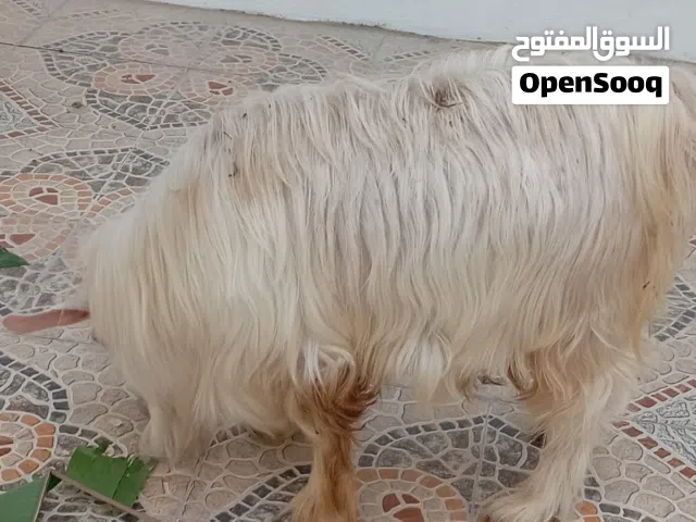 جدي عماني للبيع